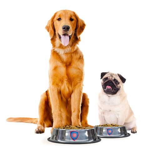 Chicago Cubs Everyday Large Pet Bowl - Image 2